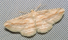 Syneora lithina