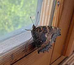 Nymphalis xanthomelas