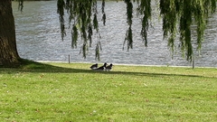Haematopus ostralegus