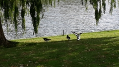 Haematopus ostralegus