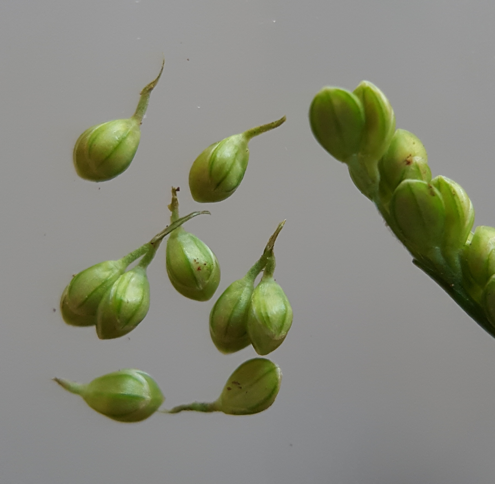 (c) François Rousseu, certains droits réservés (CC BY-NC) https://www.inaturalist.org/observations/84717569