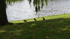 Haematopus ostralegus