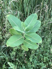 Asclepias syriaca