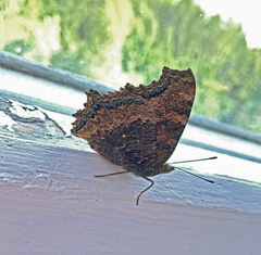 Nymphalis xanthomelas