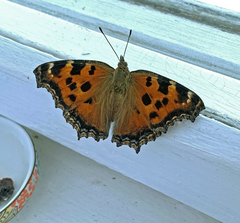 Nymphalis xanthomelas
