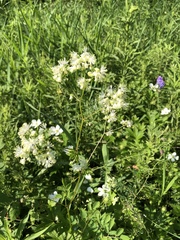 Thalictrum pubescens
