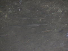 Luxilus chrysocephalus