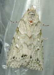 Calathusa basicunea
