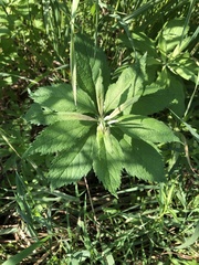 Eutrochium maculatum