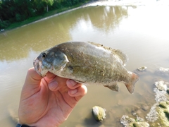 Micropterus dolomieu