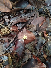 Anthodiscus chocoensis