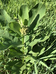 Asclepias syriaca
