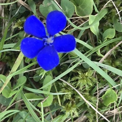 Gentiana bavarica