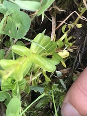 Gentiana bavarica