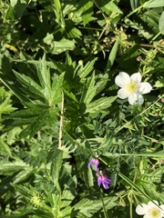 Anemonastrum canadense