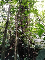 Anthodiscus chocoensis