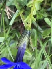 Gentiana bavarica