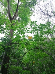 Tabernaemontana donnell-smithii