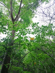 Tabernaemontana donnell-smithii