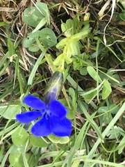 Gentiana bavarica