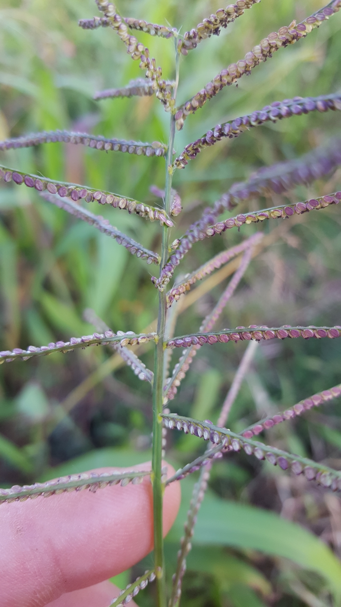 (c) François Rousseu, certains droits réservés (CC BY-NC) https://www.inaturalist.org/observations/84718192