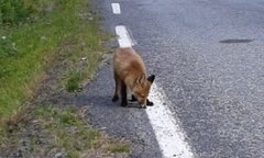 Vulpes vulpes vulpes