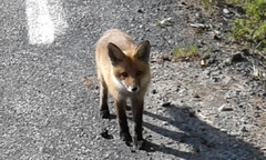 Vulpes vulpes vulpes