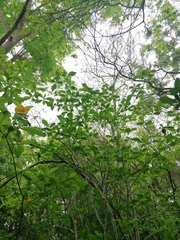 Tabernaemontana donnell-smithii