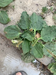 Plantago major