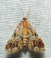 Elophila responsalis