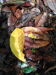 Anthodiscus chocoensis