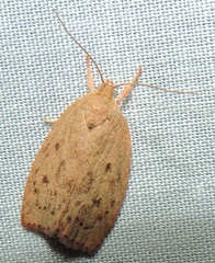 Prionocris