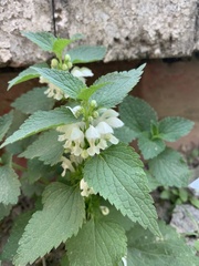 Lamium album