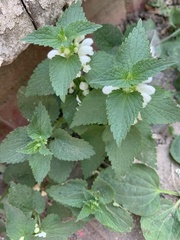 Lamium album