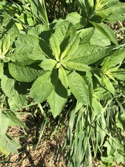 Eutrochium maculatum