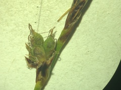 Carex lucorum