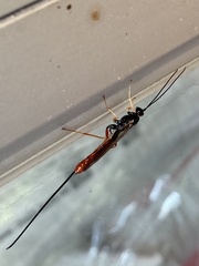 Dolichomitus irritator