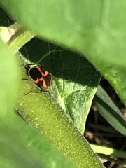 Lygaeus kalmii