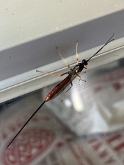 Dolichomitus irritator