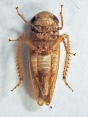Paraphlepsius continuus