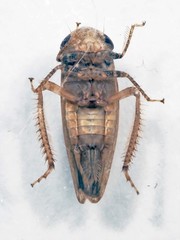 Paraphlepsius continuus