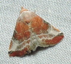 Mataeomera coccophaga