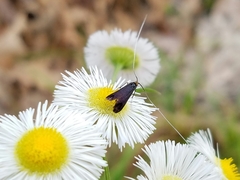 Adela caeruleella