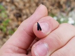 Adela caeruleella