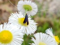 Adela caeruleella