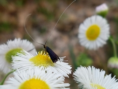 Adela caeruleella