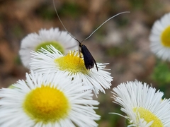 Adela caeruleella