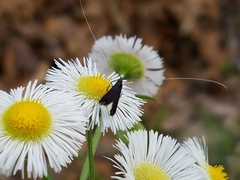 Adela caeruleella