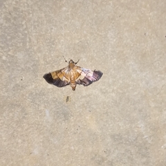 Syngamia latimarginalis
