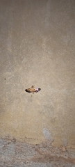 Syngamia latimarginalis